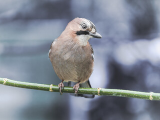 Sójka zwyczajna (Garrulus glandarius) w zbliżeniu, siedząca na zielonej gałązkie. Detal upierzenia i wyraziste spojrzenie ptaka w jesiennej scenerii. © Henryk Niestrój