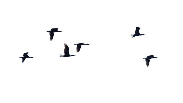Black birds soar gracefully against a stark white sky