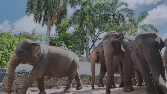 lephants Going to the River for a Bath at Pinnawala Elephant Orphanag Sri Lanka | Asian elephants,  elephant herd,