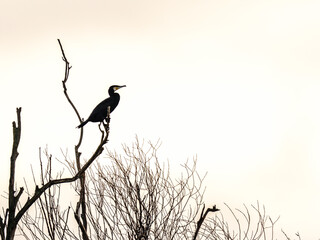 Kormoran czarny (Phalacrocorax carbo) siedzący na suchej gałęzi drzewa nad wodą. Minimalistyczny portret dzikiego ptaka na jasnym tle. © Henryk Niestrój