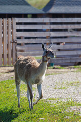 Fototapeta premium Llama stands on grassy field with wooden fence behind