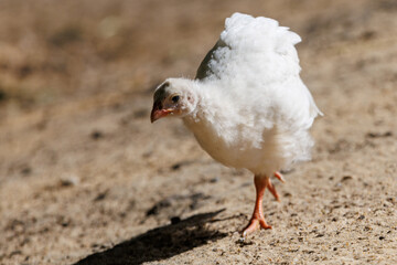 Obraz premium Young white chick walks on dry earth