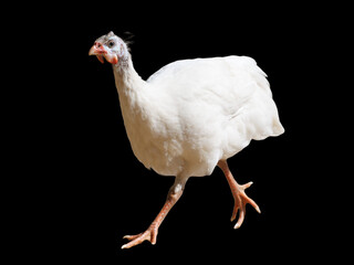 White guinea fowl walks against a black background © schankz