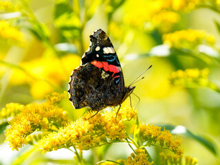Rusałka admirał (Vanessa atalanta) na kwitnącej nawłoci (Solidago). Ukazuje problem gatunków inwazyjnych i ratowania owadów w Polsce 2026. © Henryk Niestrój