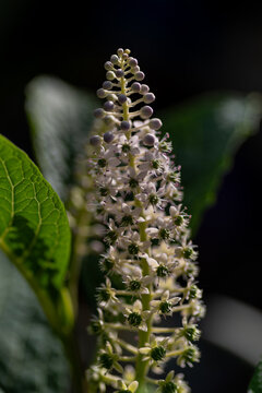 Kwiatostan szkarłatki amerykańskiej (Phytolacca americana) na ciemnym tle. Idealny kadr botaniczny do projekt&oacute;w o ekologii, ziołolecznictwie i naturze w 2026 roku.