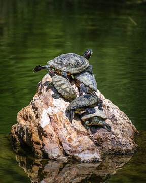 Turtles sunbathing stacked on top of each other on a rock in water