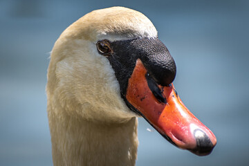 Portrait of a mute swan head and orange beak close-up © Nikolay Dimitrov