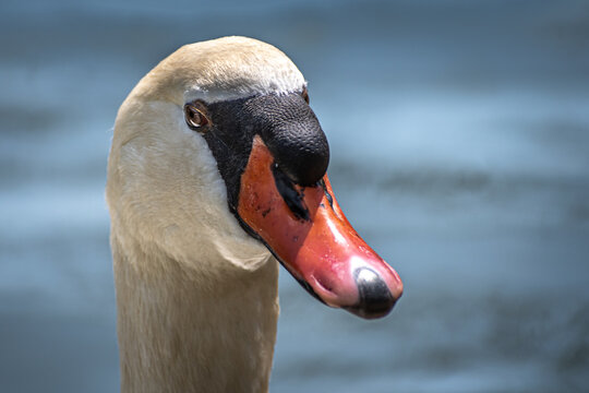 Close-up profile of a mute swan head over soft water background