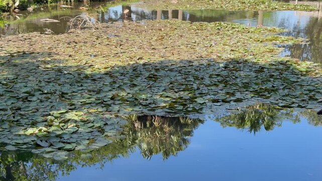 A dense cluster of lily pads carpets one half of a still pond, while the open water beside it holds a crisp mirror reflection of palm trees and clear blue sky.