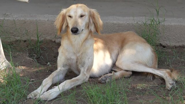 A Tazy hunting dog resting outdoors, traditional greyhound breed of Central Asia