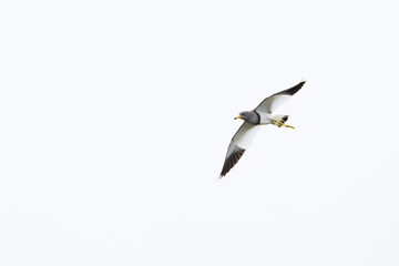 Obraz premium adult grey-headed lapwing (vanellus cinereus) in flight, found near Khalk River in eastern Mongolia in Dornod Aimag
