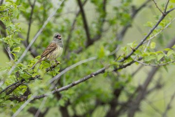 Obraz premium adult male black-faced bunting (emberiza spodocephala) perching in a bush, found near Khalk River in eastern Mongolia in Dornod Aimag