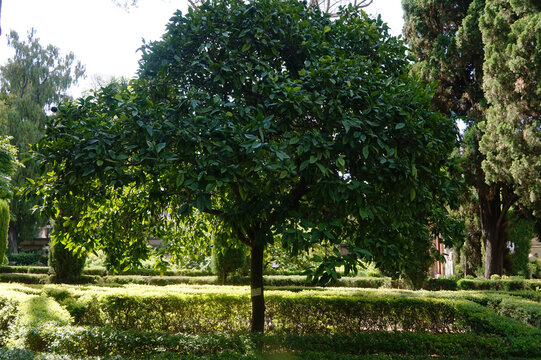 The bitter orange (Citrus aurantium&mdash;its Latin)&mdash;also known as chinotto&mdash;is an evergreen tree belonging to the citrus genus; pictured here in the Jardins de Monforte in Valencia.