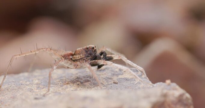 Rare: Jumping spider drums forelegs on morning rock then grooms mouthparts; slow motion ethology