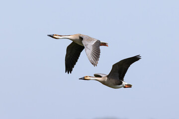 Obraz premium a couple of swan goose (anser cygnoides) in flight, found near Khalk River in eastern Mongolia in Dornod Aimag