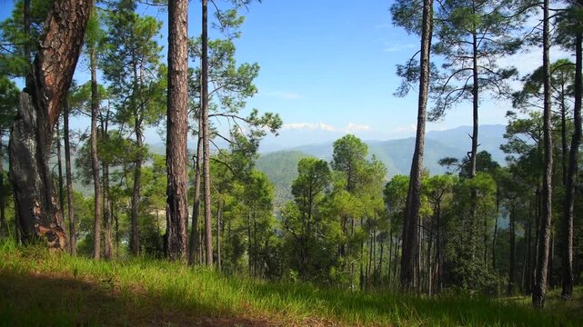 Pine Forest Near Almora with Distant Himalayan Range, Uttarakhand, India