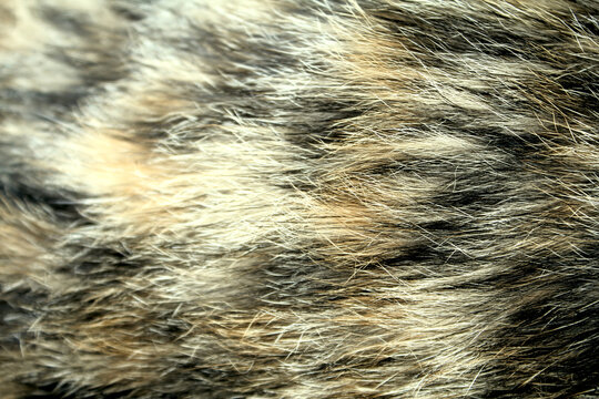Selective focus Close Up Texture Detail of Tortoiseshell Cat Fur With Black Brown and Orange Pattern