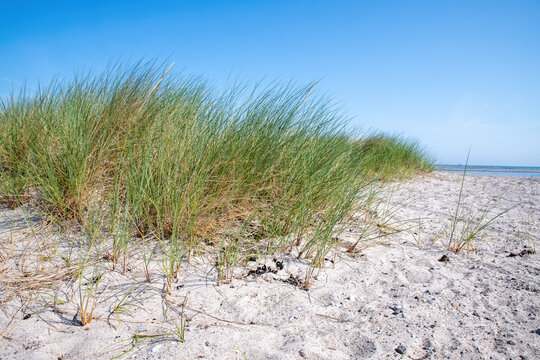 sand dunes at the beach in summer with green grass and blue sky in Germany