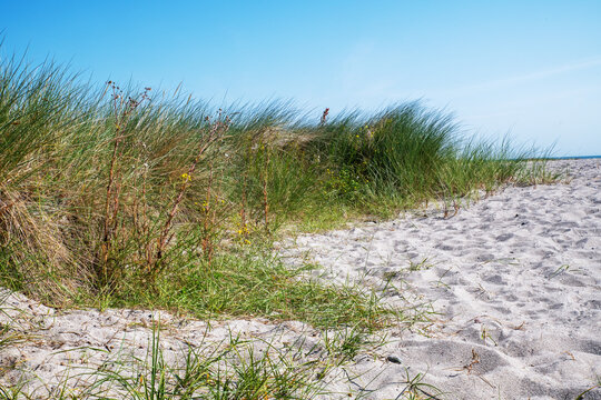 sand dunes at the beach in summer with green grass and blue sky