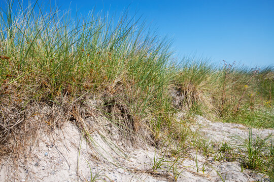 Sand dunes on the Baltic Sea coast, Germany.