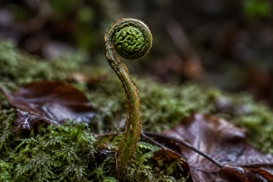 Involute fern fiddlehead in forest moss, growth and nature renewal concept