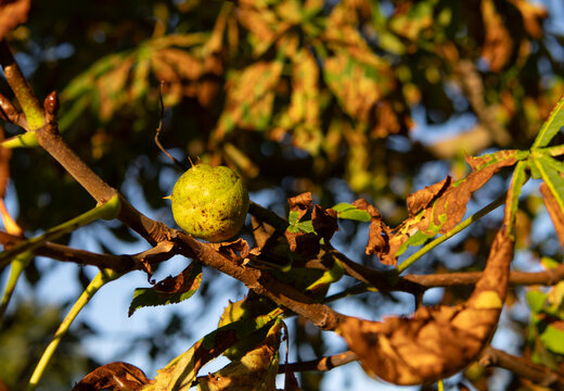 A close-up view of a horse chestnut tree branch featuring a young green fruit and damaged, browned leaves affected by the leaf-miner moth pest and disease, highlighting premature defoliation