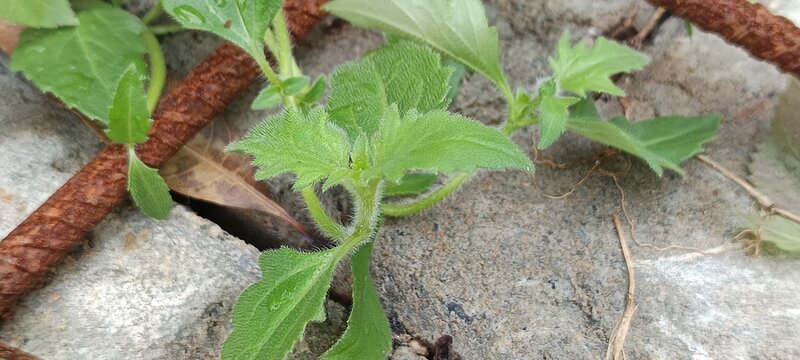 The image appears to show a young Tridax procumbens seedling, commonly known as coat buttons or tridax daisy, emerging from a rocky surface.