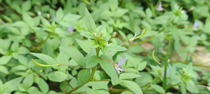 The plant in the image appears to be a fringed spider flower, which is scientifically known as Cleome rutidosperma.