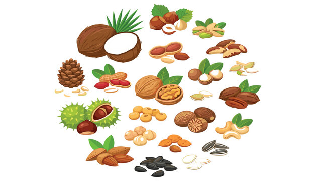 Edible nuts and organic seeds vector icon set with walnut almond cashew peanut coconut pistachio and hazelnut elements
