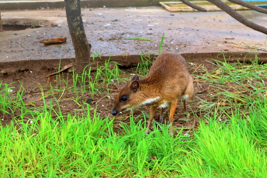 Small Barking Deer and Mouse Deer at Koh Khsach Meas, Cambodia