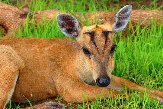 Small Barking Deer and Mouse Deer at Koh Khsach Meas, Cambodia