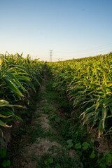 Obraz premium Ginger cultivation area at dusk