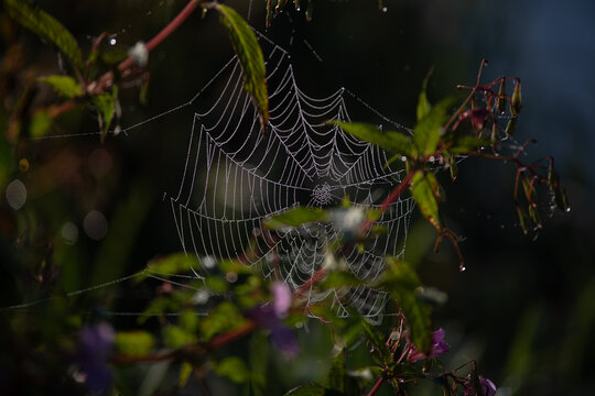 Filigranes Spinnennetz mit glitzernden Tautropfen zwischen gr&uuml;nen Pflanzen im Morgenlicht &ndash; detailreiche herbstliche Naturaufnahme.