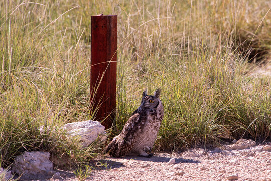 A spotted eagle-owl resting on the ground in the narrow shade of a rusty sign post amid dry grass in Etosha National Park, Namibia.