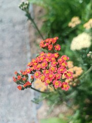 Pink Yarrow Flowers Blooming in Garden © cbgv