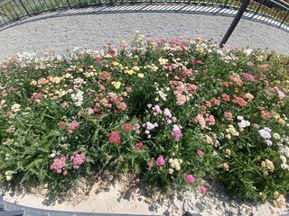 Yarrow Flowers Blooming in Garden Bed © cbgv