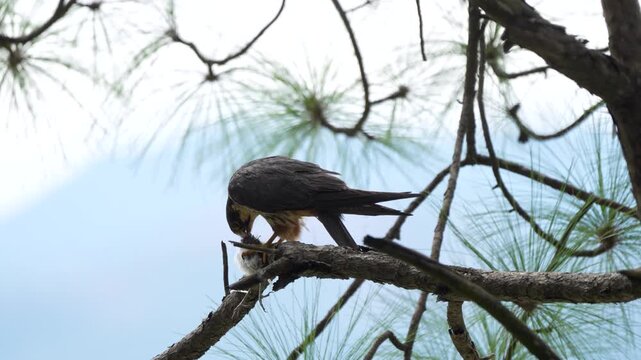 Female Eurasian Hobby eating prey before feeding her chicks, while the male brings hunted prey to the nest during the breeding season.