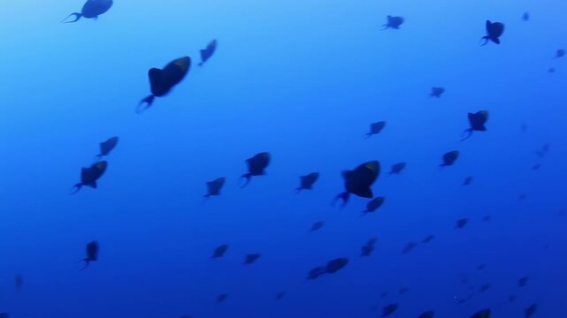Redtoothed Triggerfish Schooling in Blue Water