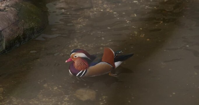Mandarin duck swimming on textured pond water, cinematic colorful waterfowl portrait, vibrant plumage, zoo wildlife scene. perfect for zoo, wildlife, birdwatching, and nature documentary-themed