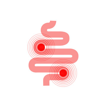 Gut Health Digestive System Anatomy Vector Illustration