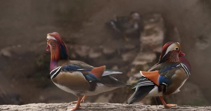 Two mandarin ducks on stone ledge, cinematic colorful waterfowl portrait, vibrant plumage, zoo wildlife scene, richly detailed, composition is perfect for zoo, wildlife, birdwatching