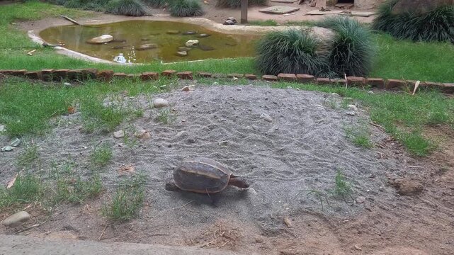 One Tortoise in Foreground with Two Tortoises Entering Pond in Enclosure
