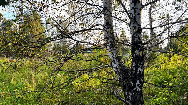 White birch tree trunk with sprawling branches and green foliage on rural meadow at sunset