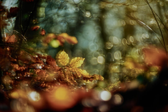 intentionally blurred atmospheric background of autumn Forest with colourful Leaves, Water Droplets and Natural Bokeh