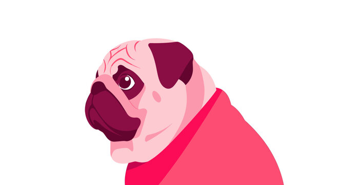 A cute cartoon illustration of a light pink pug dog wearing a pink sweater, looking to the left on a white background.
