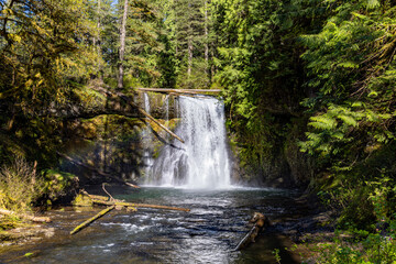 Obraz premium Upper North Falls Framed by Forest and Fallen Logs