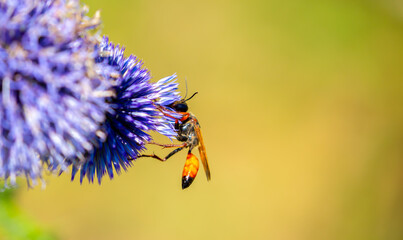A close-up of a bee collecting nectar on a vibrant blue globe thistle flower against a soft background. Macro photography of wildlife and pollination. © Vera
