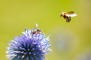A close-up of a bee collecting nectar on a vibrant blue globe thistle flower against a soft background. Macro photography of wildlife and pollination. © Vera