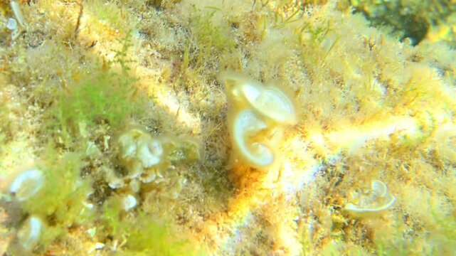 Peacock's tail (Padina pavonica) alga in the Mediterranean Sea of the coast of Corsica island in France during summer..