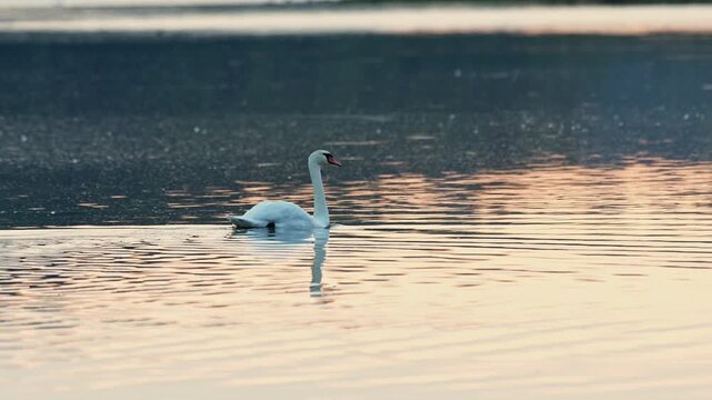 Whooper swans swim on a pond and fly low above the water at sunrise with their natural behavior captured in slow motion